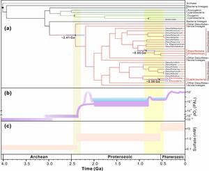 Evolution of major Desulfobacterota lineages and association with geological events.