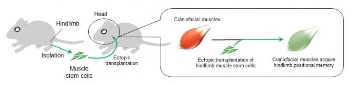 筋幹細胞の異所性移植による位置記憶の獲得