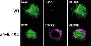 Neuronal specification is compromised in Zfp462 deleted cells.