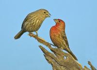 Finches 2
