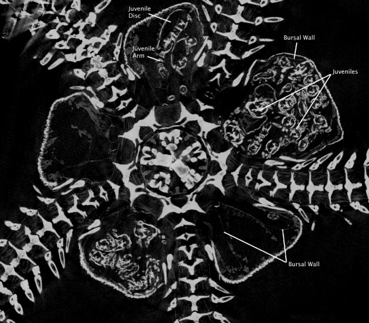 Micro-CT Scanning Image a Brooding Brittle Star, <i>Amphiura Capensis</i>