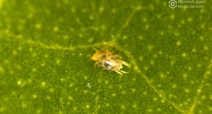 Spider mite undressing