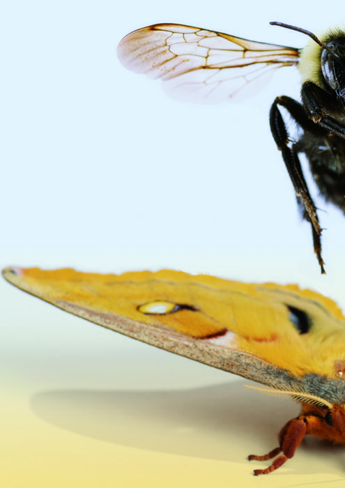 Moth/Bee