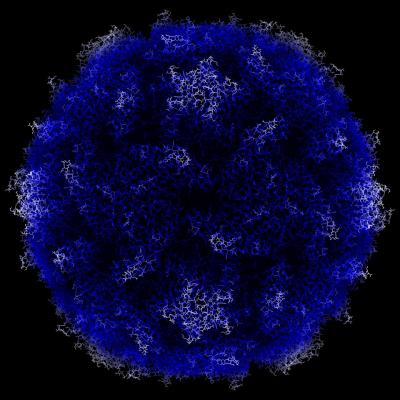 Polio Virus
