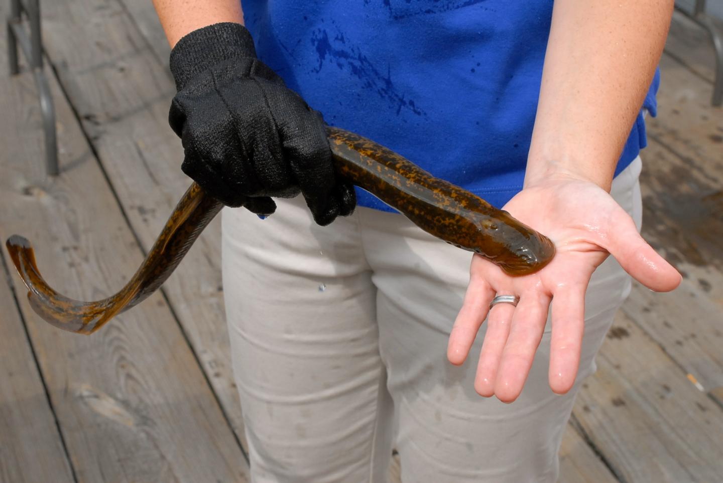 Sea Lamprey, an Invasive Fish