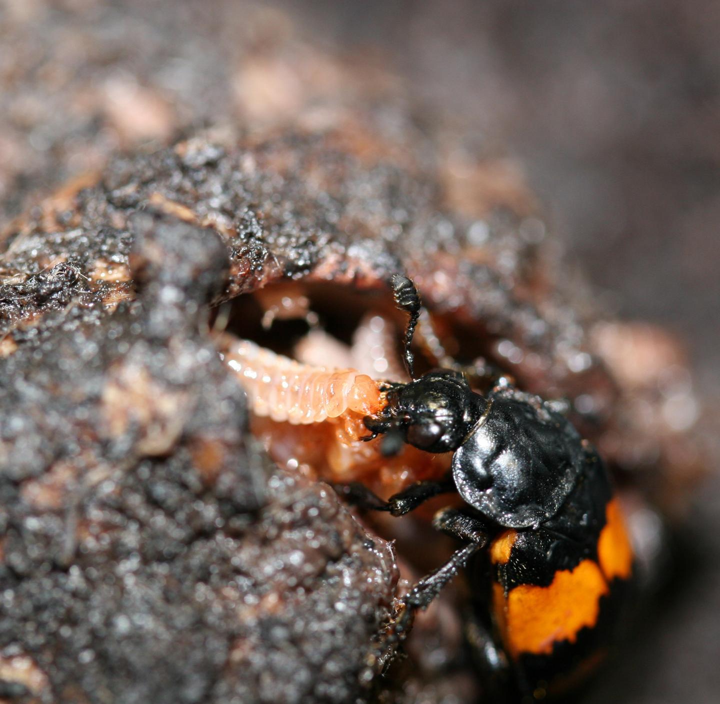 Burying Beetle Feeding her Young