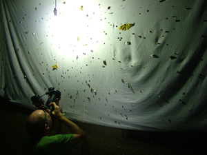 Dr Alvin Helden photographing insects in Kibale National Park, Uganda