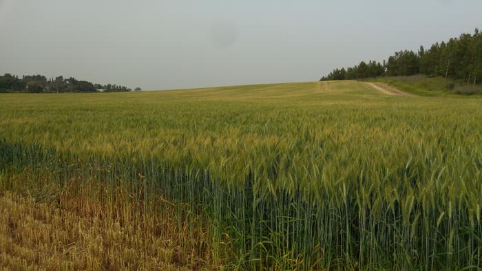 Wheat population