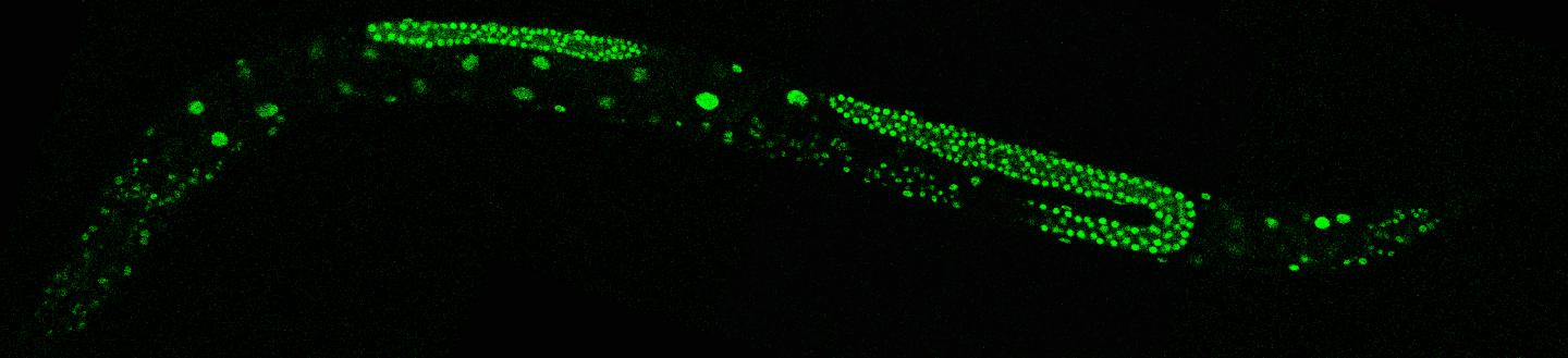Fluorescent Markers in Nematodes