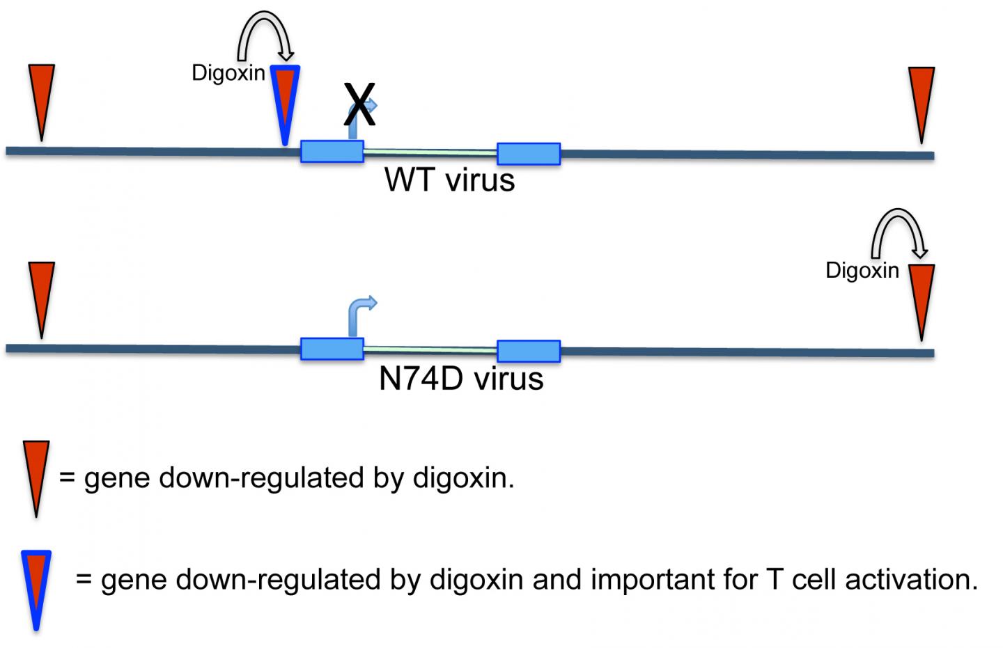 Heart Toxin Reveals New Insights Into HIV-1 Integration in T Cell Genome