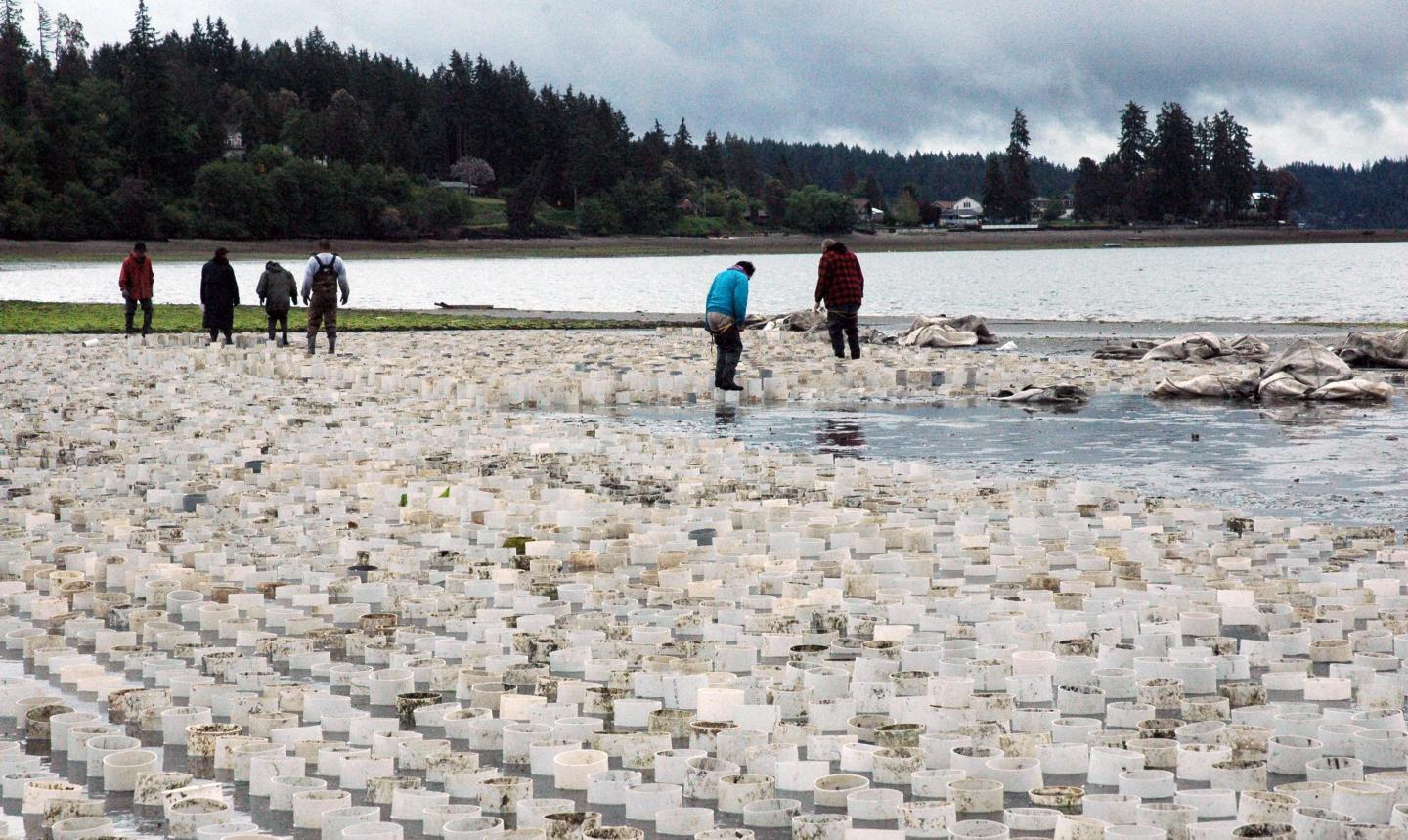 Geoduck Farm