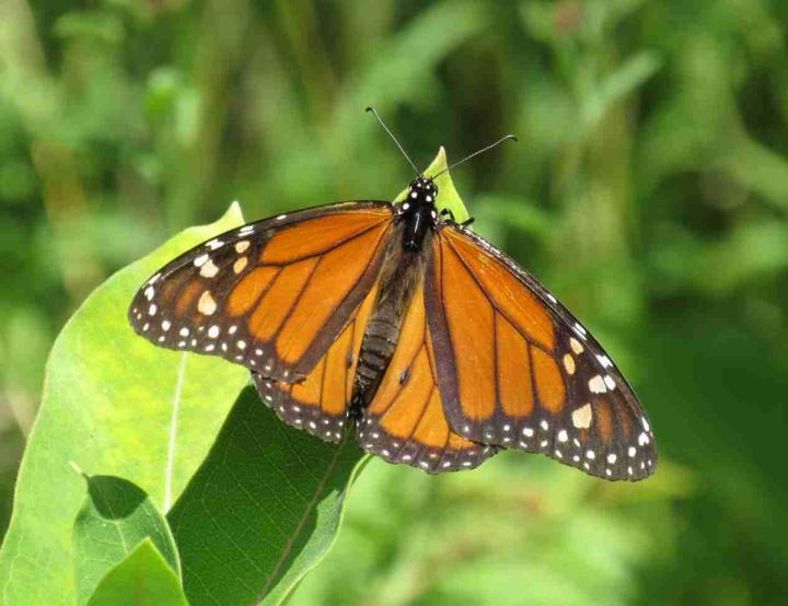 Monarch Butterfly