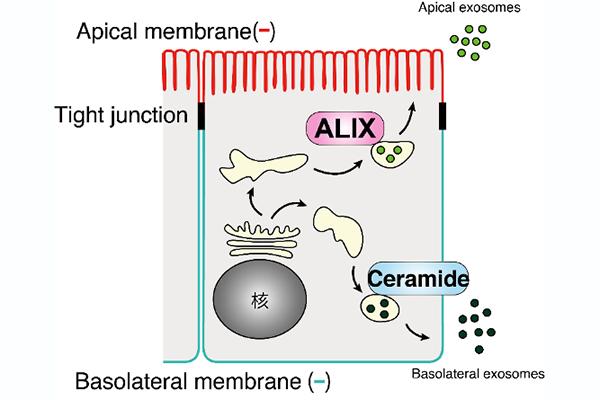 Distinct Cell-to-cell Communication Processes Controlled Differently