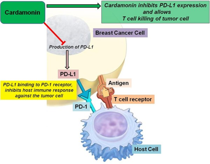Cardamonin and breast cancer