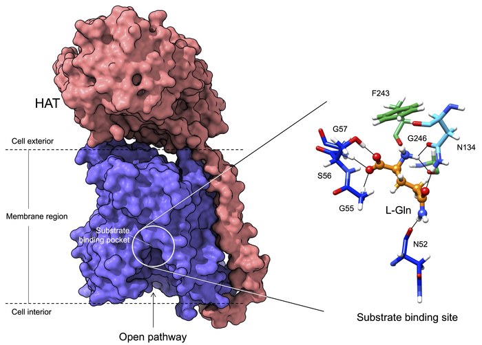 Structure of the LAT2/CD98hc protein, resolved by cryo-electron microscopy