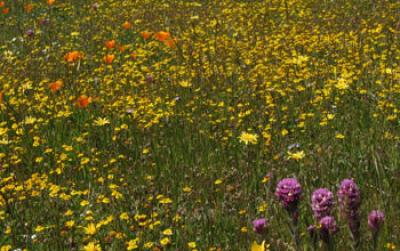 Native Wildflowers in a California Serpentine Grassland