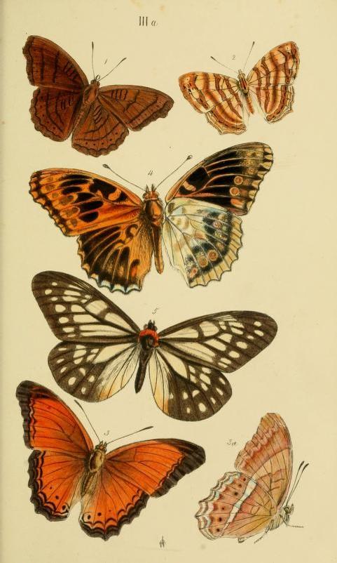 Picture Depicting Various Butterflies Species, Including a <i>Calinaga</i> Species (5)