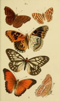 Picture Depicting Various Butterflies Species, Including a <i>Calinaga</i> Species (5)