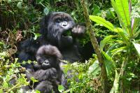 Mountain gorilla mom and infant