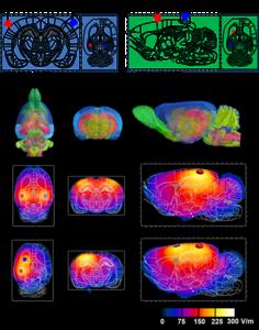 The 3D rat brain modeling and finite element method (FEM) simulation of derived in-brain electric field (EF) distribution by 40 Hz iACS