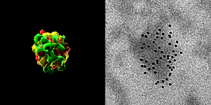 Accumulation of HERVK viral RNA (left) and viral-like particles (RVLP) in senescent human cells