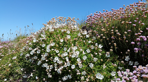 A clump of sea campions next to some thrift or sea pinks.