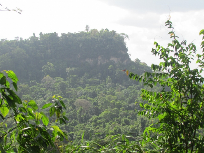 Deforestation due to mining