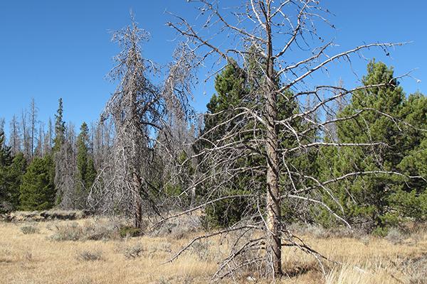 Evergreens at Risk