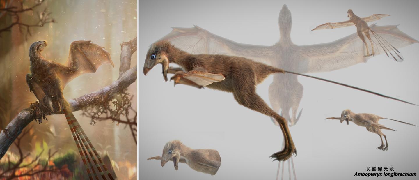 Life Reconstruction of the Bizarre Membranous-Winged <em>Ambopteryx longibrachium</em>