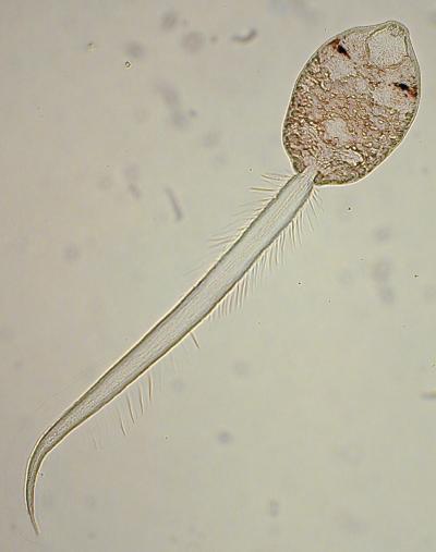Free-swimming Stage of the Trematode Parasite