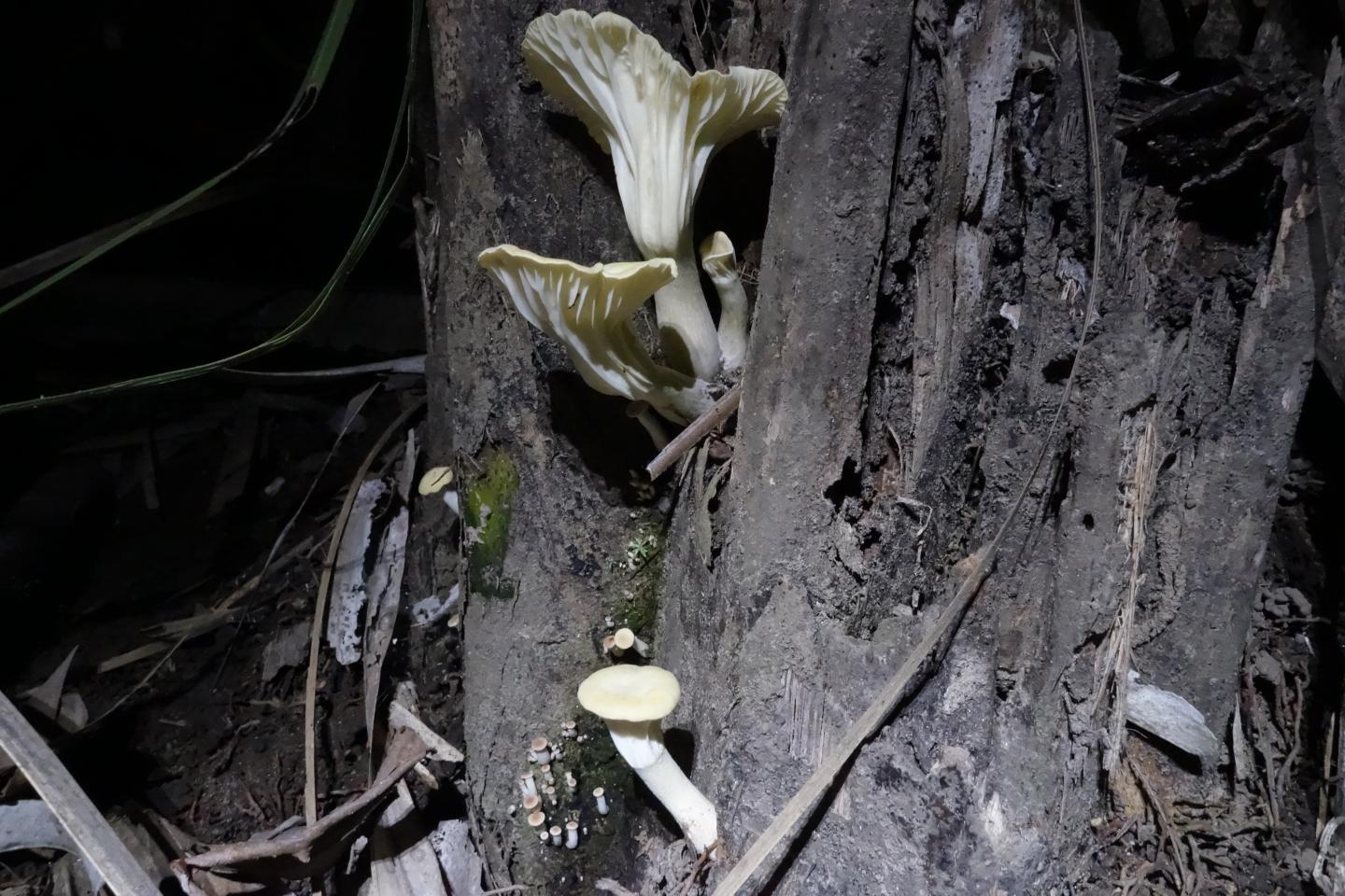 Illuminating the Secret of Glow-in-the-Dark Mushrooms (7 of 13)