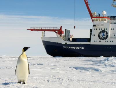 Emperor Penguin Looking at Research Icebreaker Polarstern
