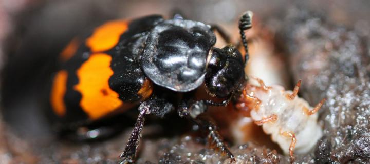 Burying Beetle Feeding Its Young