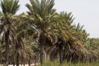 Date Palms 3