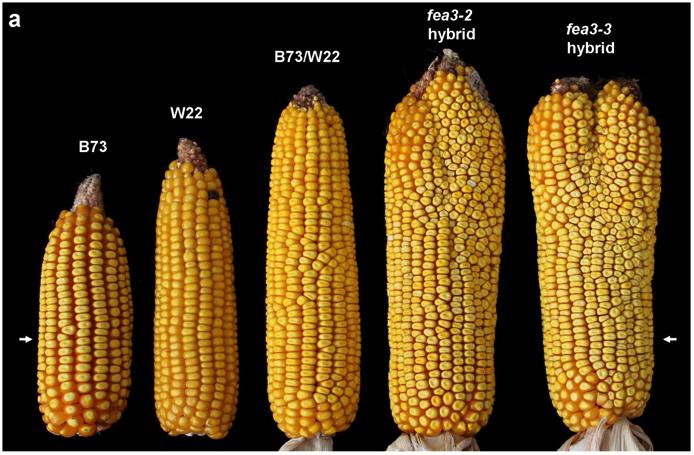 Releasing a Stem Cell 'Brake' Leads to Much Higher Yields