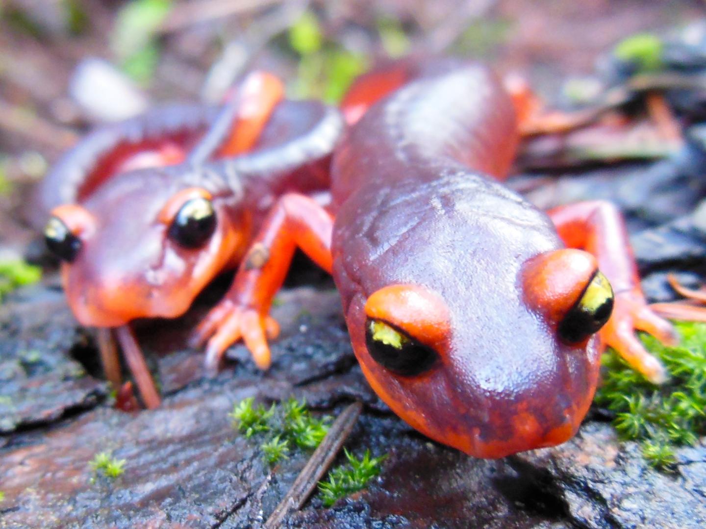 US Ensatina salamander