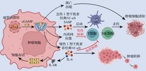 Role of the micronucleus-activated cGAS-STING signaling pathway in tumorigenesis and development.