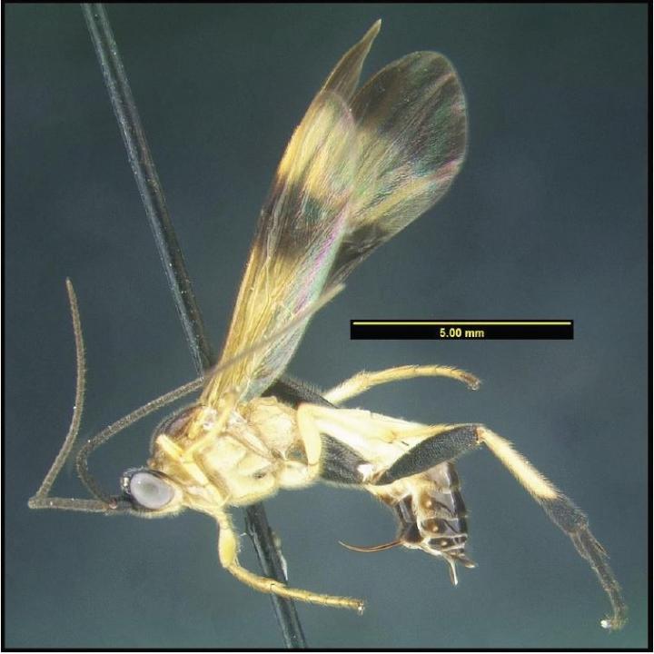 Undescribed Species of Parasitoid Wasp