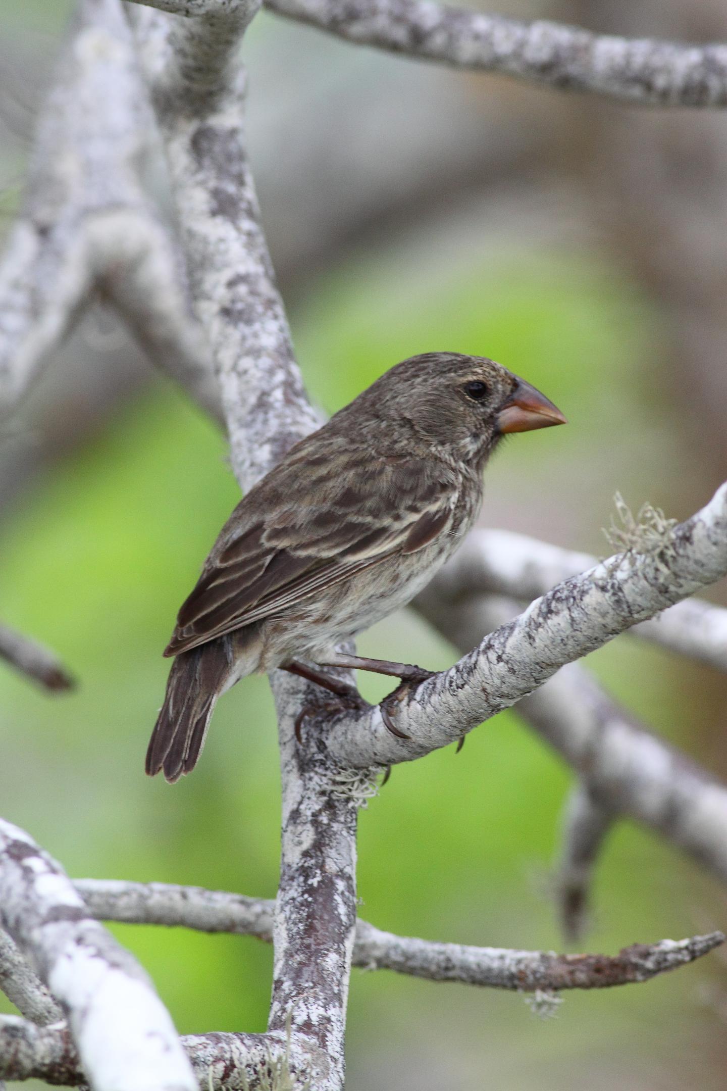 A <em>Geospiza Fortis</em> in the Island of Pinta -- Galapagos in 2011
