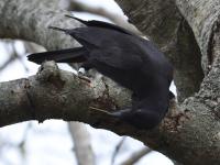 A wild New Caledonian crow using a hooked stick tool to probe behind bark.