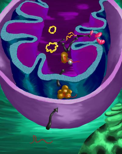 Shuttling RNA into Mitochondria