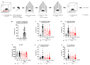 Psilocybin helps mice overcome fear conditioning for short- and long-term.