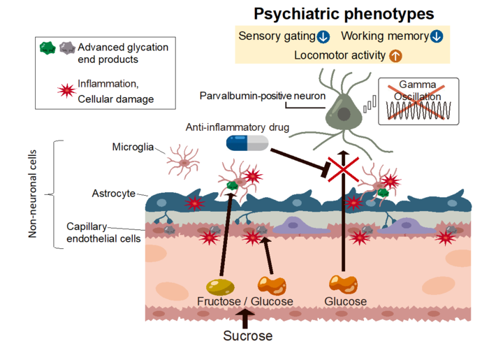 High-sucrose diets contribute to brain angiopathy with impaired glucose uptake and psychosis-related higher brain dysfunctions in mice