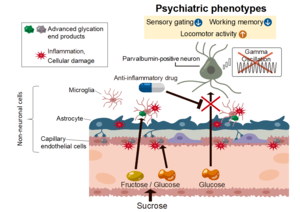 High-sucrose diets contribute to brain angiopathy with impaired glucose uptake and psychosis-related higher brain dysfunctions in mice