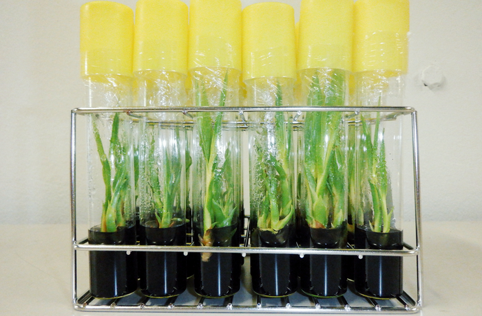Coconut plants at the lab