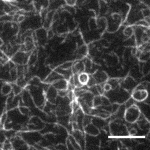 Fluorescently labelled actin filaments bound to lipid bilayer bound Rng2