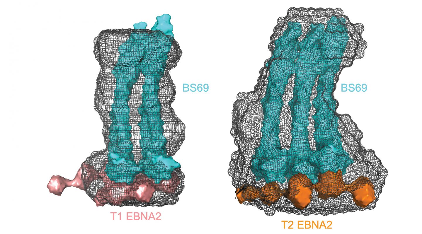 Solution Structures of the Two Strains of EBV