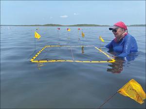 An excavation grid is put in place to mark an area of high-density pottery on the sea floor.