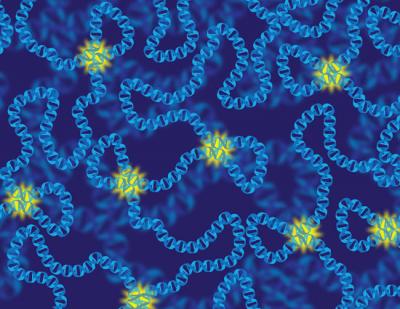 An Illustration of Chromatin Contacts in the Cell Nucleus that Activate Transcription