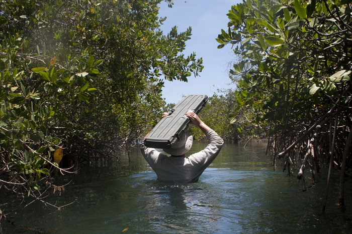 Researcher entering mangroves